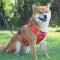 Dog Harnesses  & Leashes